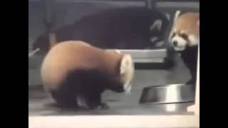 El Mejor Video De Osos Panda Rojos [upl. by Onaicnop]