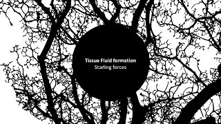 Tissue Fluid 1 Starling forces [upl. by Graaf125]