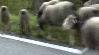 Transhumance des moutons dans les Pyrénées alentours de Gavarnie [upl. by Nekciv]