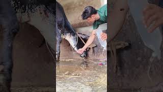 Intravenous Infusion of dextrose in jugular veiniv saline for a cow [upl. by Ashjian]