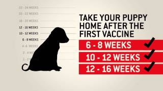 Understanding dog vaccinations  Purina [upl. by Aihsram]