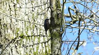 Nuthatch calling in the forest  Kleiber ruft im Wald [upl. by Myrt]