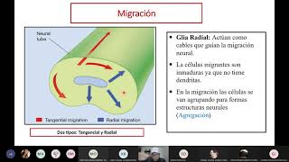 Migración neuronal [upl. by Edlyn]