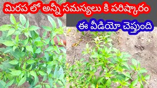 మిరపలో అన్నీసమస్యలుపరిస్కారంwiltthrips fungalinfectionsplantomycinnativomites whightfly [upl. by Malchus]