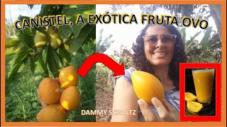 Canistel a exótica fruta ovo ou sapota amarela [upl. by Ayotac]