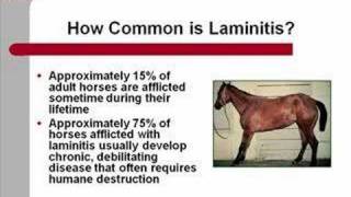 Laminitis [upl. by Lawton605]