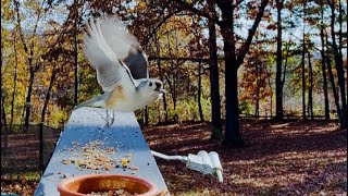 CloseUp Birdwatching Beautiful Birds Enjoying Seeds [upl. by Titos]