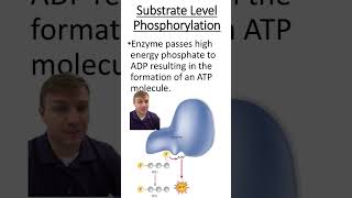 Substrate level vs oxidative phosphorylation [upl. by Aric622]