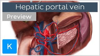 Hepatic Portal Vein preview  Human Anatomy  Kenhub [upl. by Moss]