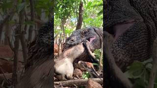 can the Komodo dragon devour this goat round and round😱 [upl. by Fanestil]