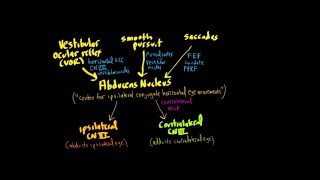 Clinical Examination of Saccades [upl. by Sulohcin]