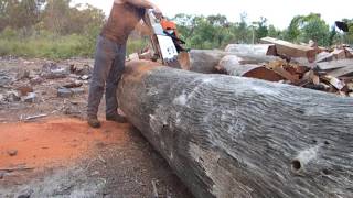 Stihl 088 bucking red Ironbark [upl. by Errehs]