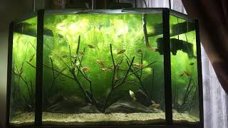 Simple Layout using Undemanding plants  Ceratophyllum demersum Foxtail by Danushka Heenkenda [upl. by Cale116]