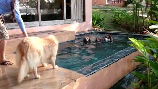 4 Golden Retriever  1 Alaskan Malamute in the pool [upl. by Narej]