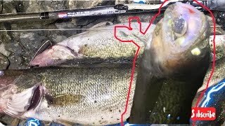 Catch more Limits of walleye with thise Lures [upl. by Tadeas183]