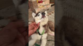 blue eye small husky new video dog lover new meerut हसकी puppy huskybluewyes dog [upl. by Werna]