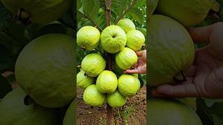 🌿Grow Guava Tree Faster with These Simple Tips guava fruittree [upl. by Anerbes]