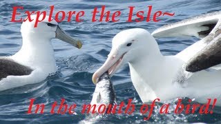 FLY on the Timeless Isle with the Highwind Albatross [upl. by Garey]