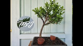 Pruning and Potting a Japanese Holly Bonsai [upl. by Averill]