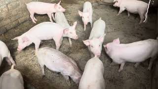 V17 Reducing mortality’s in weaner pigs [upl. by Sauveur968]