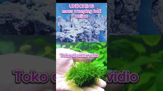 Moss weeping beli online aquascape aquarium short shorts [upl. by Bendick484]