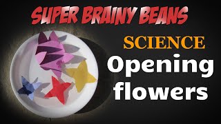 Opening flowers  Science experiments for kids at home [upl. by Frech]