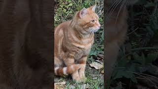 Have you seen such beautiful ginger cats theplanetofcats [upl. by Aydan]