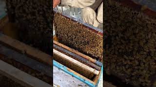 bees honeybee organicfarming Sabbri bees farm skardu [upl. by Vey971]