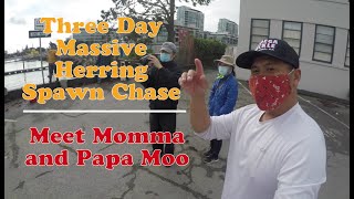 Three day MASSIVE herring spawn chase  Meet momma and Papa Moo [upl. by Maletta]