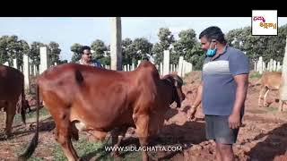 Gir Cattle  Gyr Cow Farming  Sidlaghatta  Chikkaballapur  Karnataka [upl. by Nieberg]