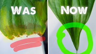 STOP Killing Your Plant  Heres Why Peace Lily Leaves Turn Yellow  How to fix that [upl. by Drews730]