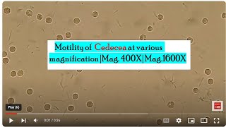 Motility of Cedecea at various magnification Mag 400X Mag1600X [upl. by Fuller625]