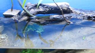 Tidal Mudflat Aquarium  mudskippers and archerfish [upl. by Hallock507]