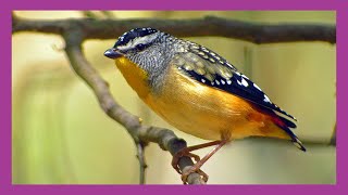 Spotted Pardalote Bird [upl. by Hanley653]