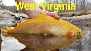 Trout Fishing West Virginias Blackwater River [upl. by Skier]