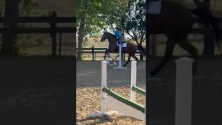 🧊🧊👶 horse charlieblue oldenburg horselover horseriding equestrian equitation fyp [upl. by Akinej]