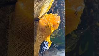 Massive 40 KG Cliff Honey Haul 🍯🐝 shorts trending honey ArabsBoutoeq VladandNiki [upl. by Gawlas227]