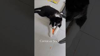 CARROT OR STICK [upl. by Corri]