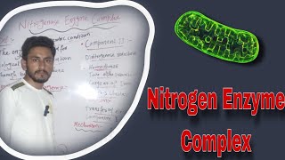 Nitrogenase Enzyme Complex  Nitrogen Fixation [upl. by Gemmell793]