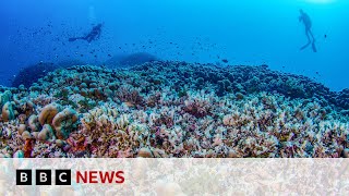 World’s largest coral found in Pacific Ocean  BBC News [upl. by William579]