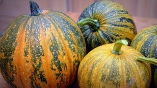 Kakai Hulless Pumpkin Harvest amp Seed Drying [upl. by Sally161]