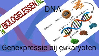 Genexpressie bij eukaryoten [upl. by Latoniah]