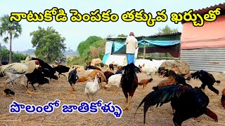 Natukodi farming in teluguJathikodi farmingNatukolla farmNatukodi pempakamNatukodi cultivation [upl. by Ahsikin912]