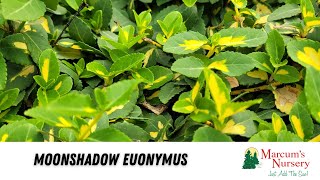 Euonymus  Moonshadow Euonymus [upl. by Mettah]