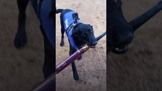 This Dog Loves To Play Fetch…With A Bat l The Dodo [upl. by Johnath]