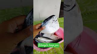 Isdang bilong2x pobreng fish [upl. by Danaher]