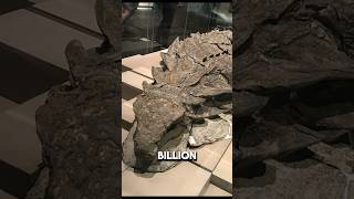 What a One in a billion dinosaur fossil looks like [upl. by Nickolaus]