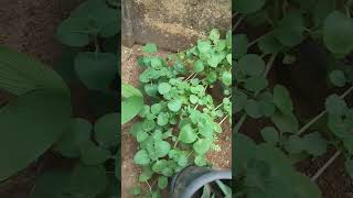 Panikoorkahome Plectranthus amboinicusmexican mintnature shortvideo [upl. by Mazur]