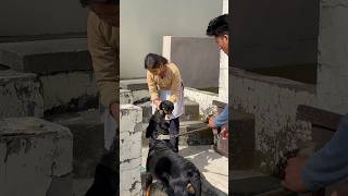 Rottweiler mumma says goodbye to her puppy 😭💔shorts motherlove puppy doglover [upl. by Dammahom909]