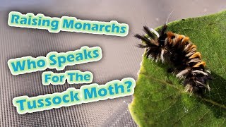 Raising Monarchs  Who Speaks For The Tussock Moth [upl. by Akirej]